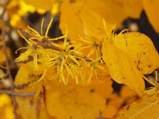 Фото: страница Ботанического сада МГУ на "Фейсбук"