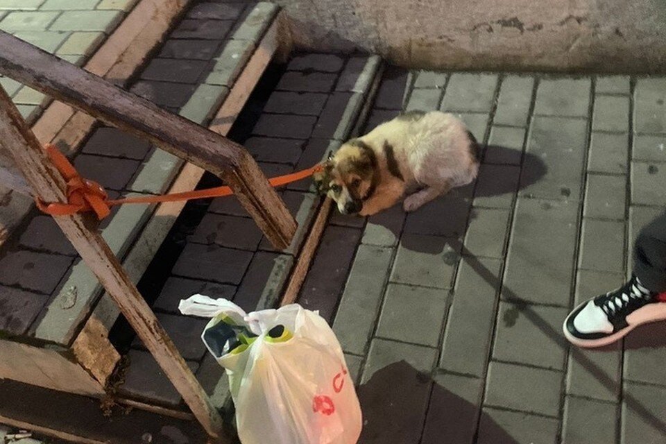     Все проходили мимо продрогшей крохи. Фото: предоставлено героиней публикации