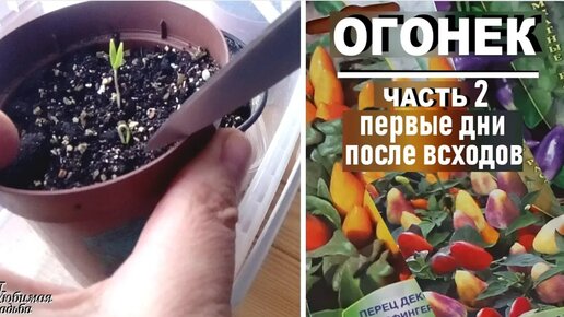 Декоративный перец на подоконнике .ЧАСТЬ 2 - Первые 10 дней после всходов ЭТО ВАЖНО