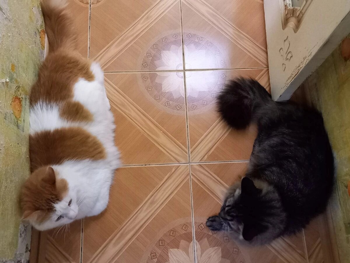 © ВСЕ ОТТЕНКИ КОШАЧЬЕГО. Кот Дарси (Банхамин), выпускник 2018 г. 