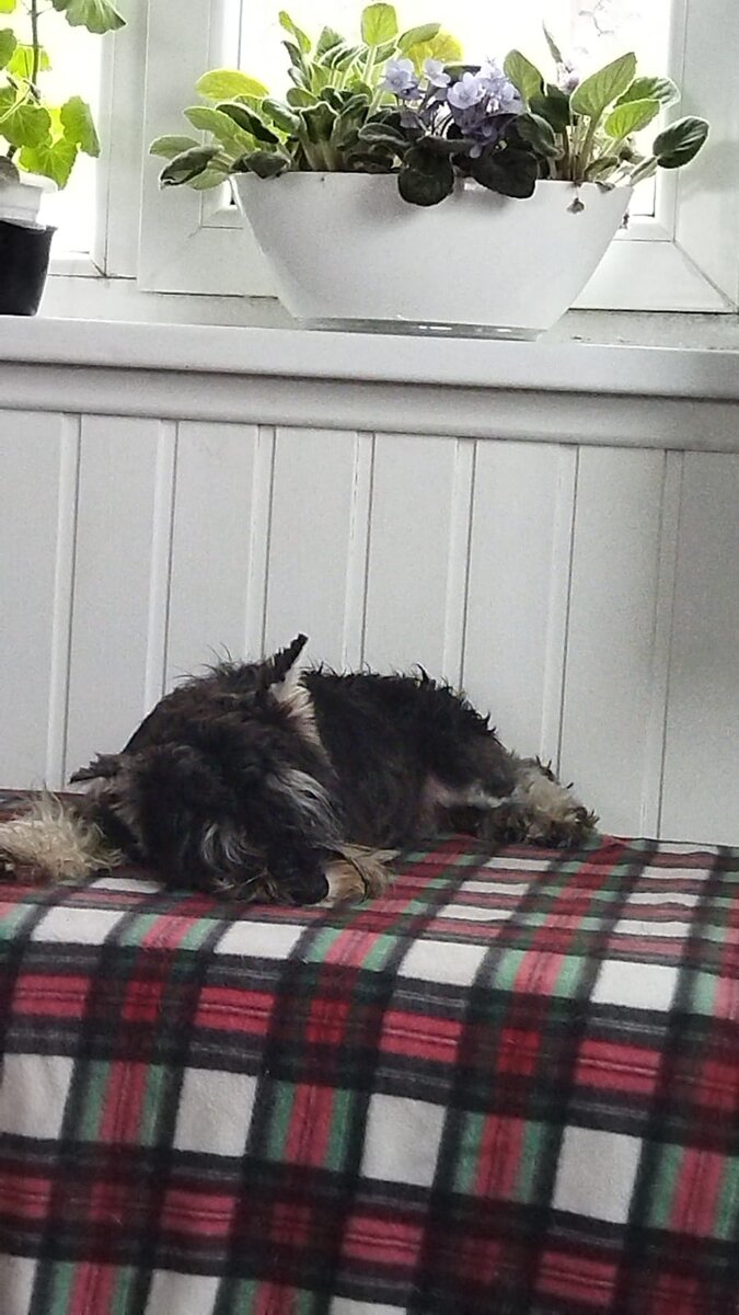 Спит на диване как будто всегда так и спала