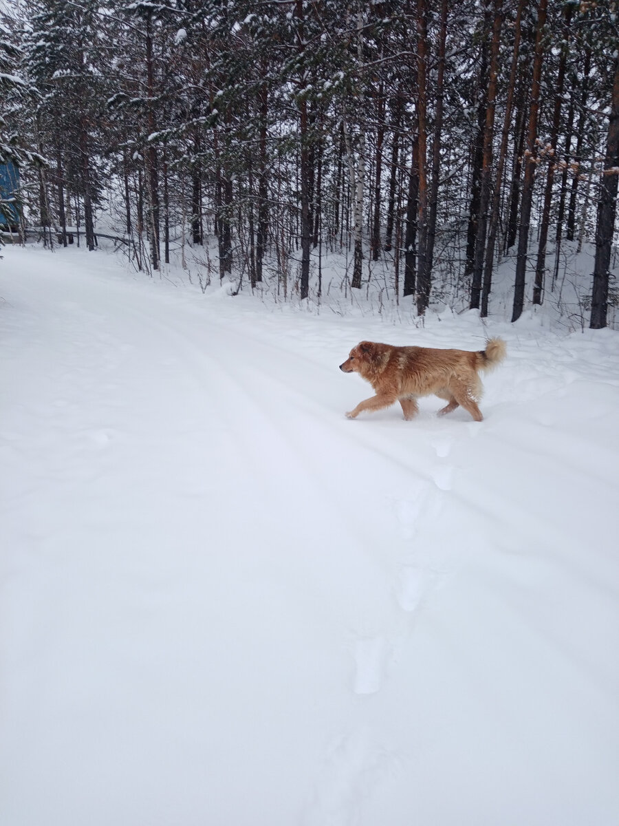 А попросту рыжик