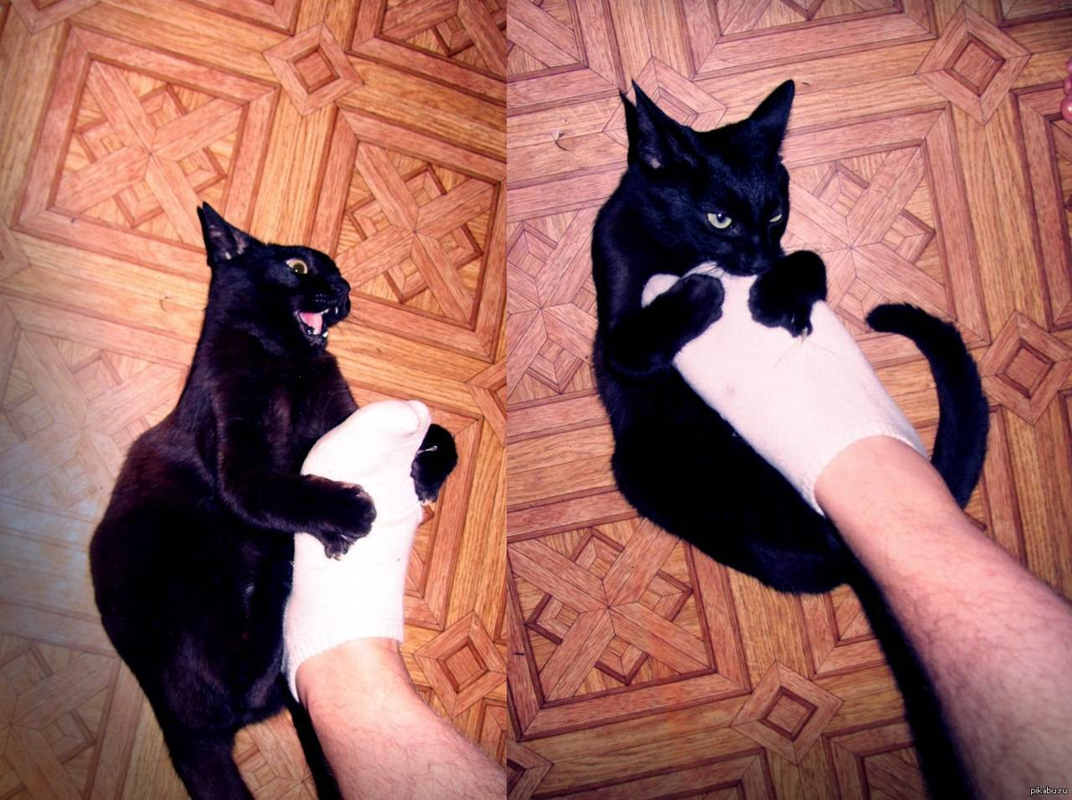 Укус пальца кошкой. Кот вцепился в ногу. Кот вцепился в руку. Черная кошка на руках.