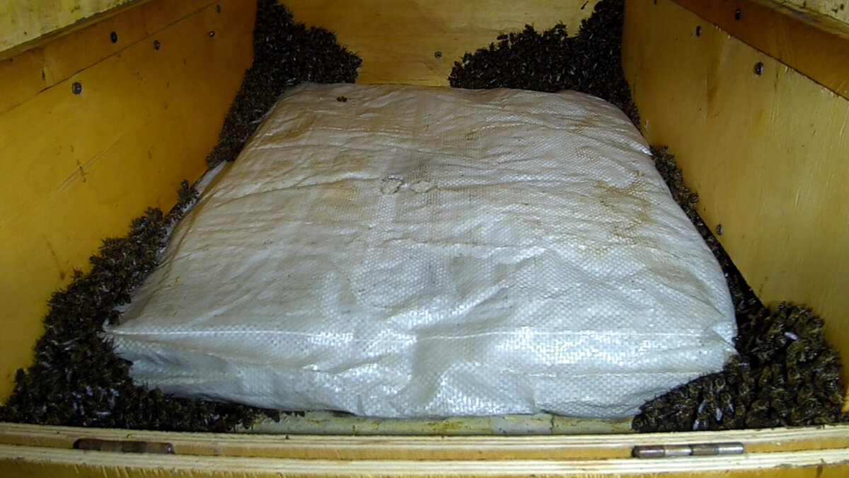 Пчелы во время зимовки сидят вне улья. 