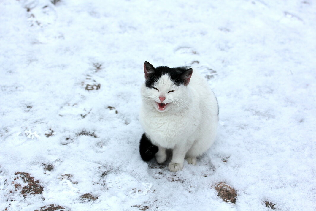 Котик на Бернардинском кладбище