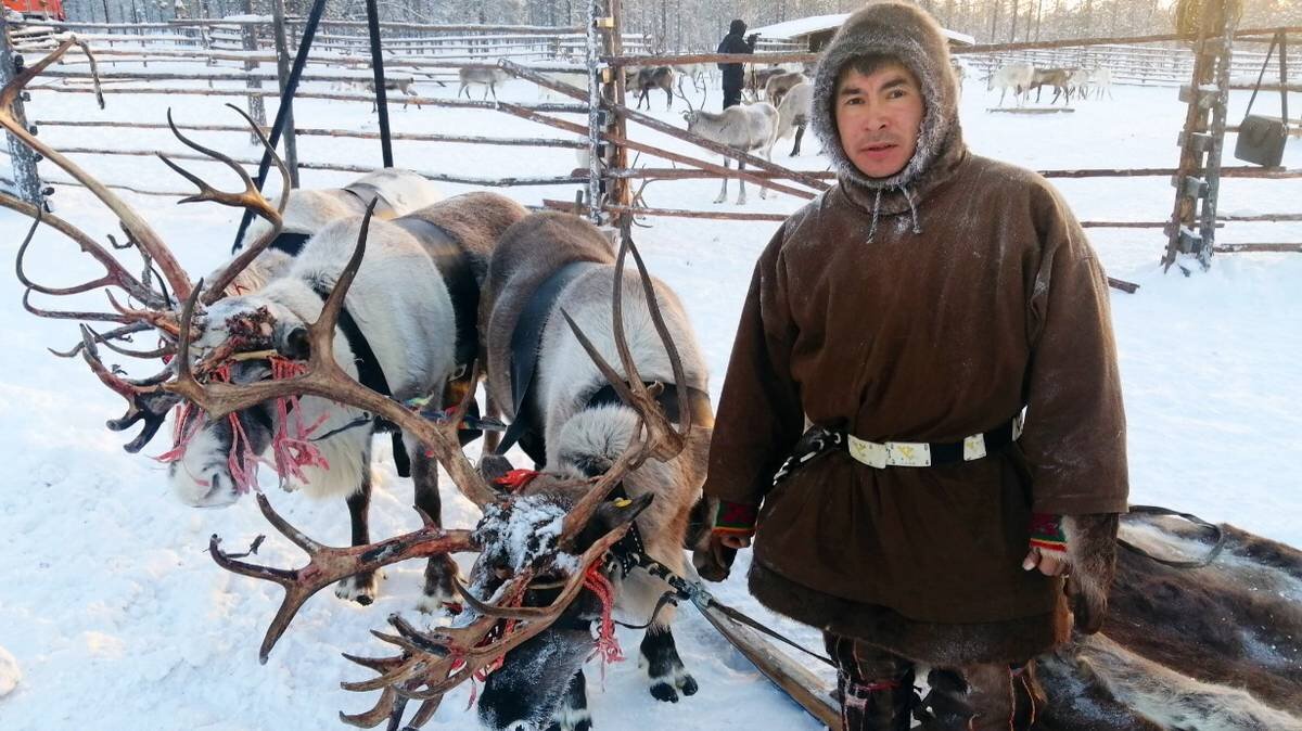 Увезу тебя я в тундру: в Когалыме гостей покатают на оленях, а в поселке  Луговское покажут бивни мамонтов | Вечерняя Москва | Дзен