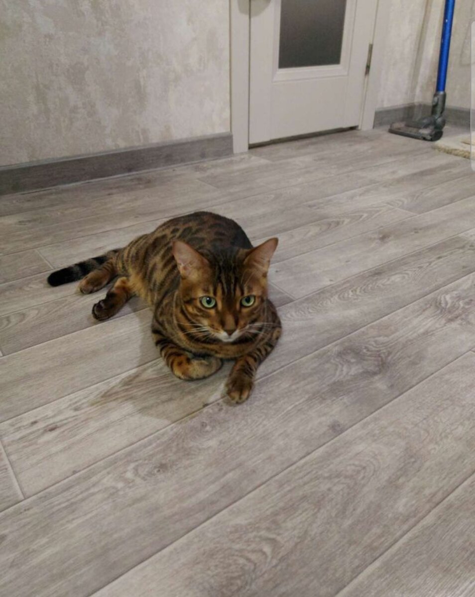 На этой фотографии я увидела Арчи первый раз.