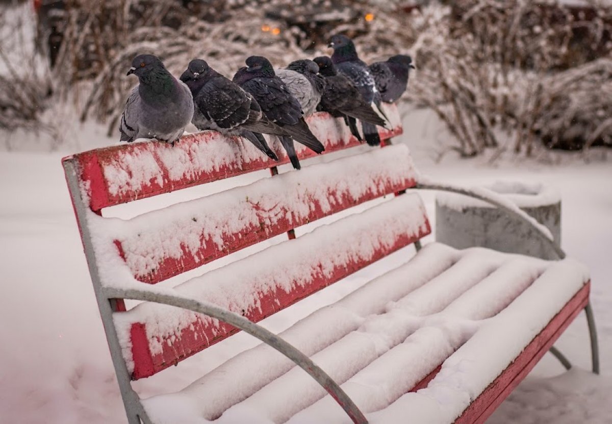    В Новосибирске на выходных ожидается потепление после резкого похолодания