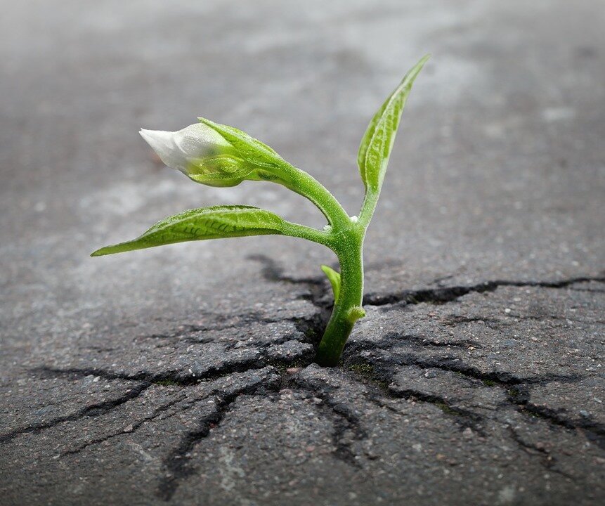 Яндекс-фото