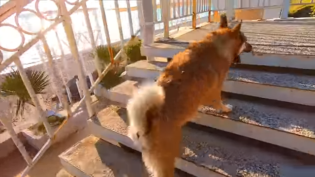 📜Сочи- Пляж ДЕЛЬФИН\ Шарик\Река Свирка\ Собаки у дома\ Лазаревское 2020