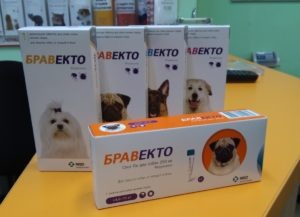 
КАК ЗАЩИТИТЬ?
Нужно обрабатывать собаку от клещей РЕГУЛЯРНО, внимательно читать сроки действия препарата, которым обрабатываете. 
ПОМНИТЕ! Клещи наиболее активны весной, в начале лета и в конце лета, осенью. В середине лета их намного меньше.