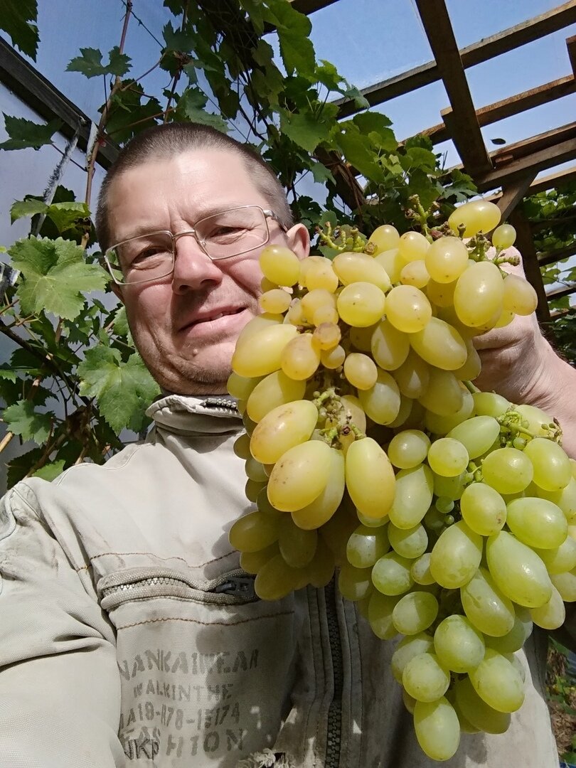 Продюсер виноград описание и фото