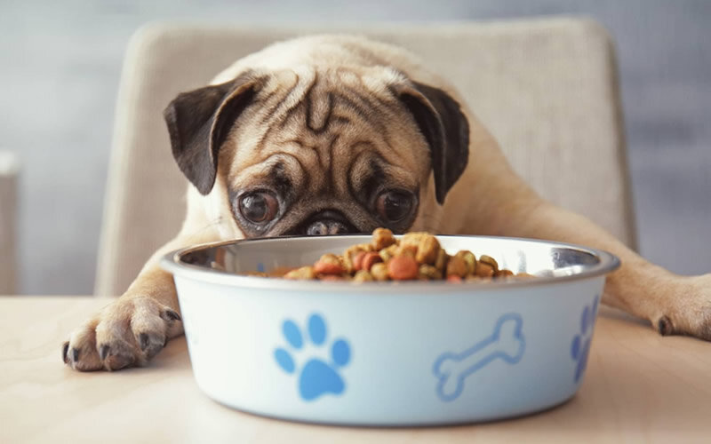 Советы по кормлению собак на прогулках не раздает только ленивый. Фото magzter.com