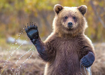 Занимательная этимология: почему медведь так называется и что значит слово берлога?