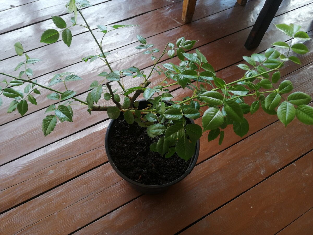 чайно-гибридная роза Chippendale (Чиппендейл), одна из роз для высадки, фото автора