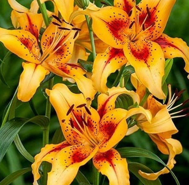 Почему не цветут лилии