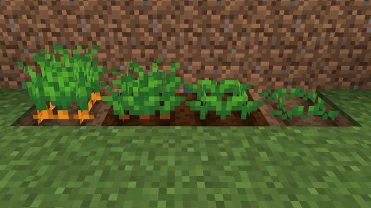 Морковь в Майнкрафт. 4 вида стадии роста