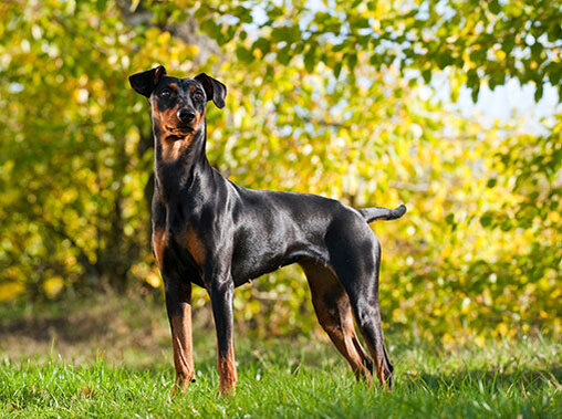  ВЫБОР ПОРОДЫ