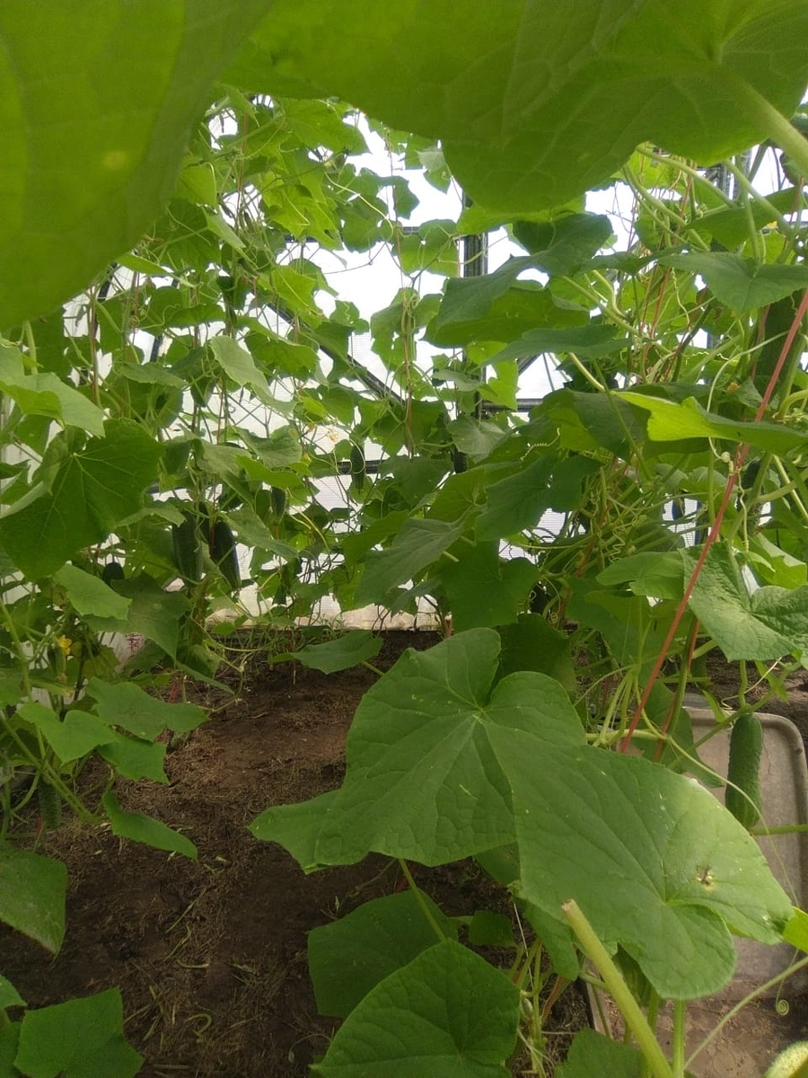 Огурцы в прошлом году