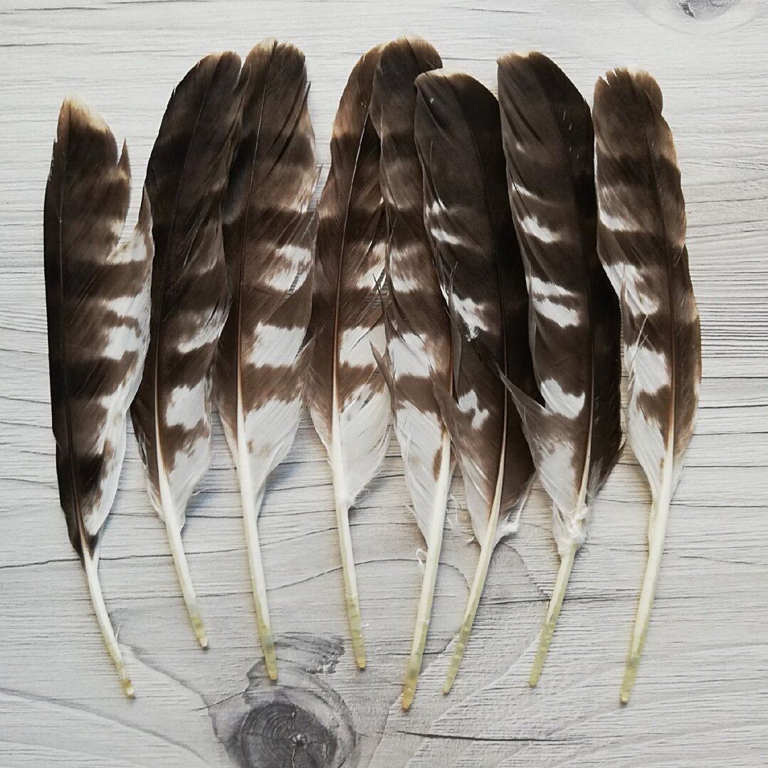 Перья ястреба 