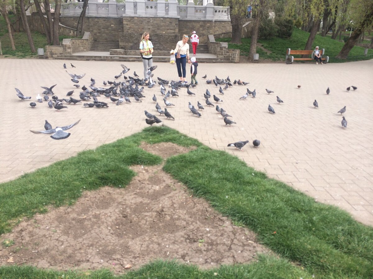 А голубей в Городском саду все так же кормят дети и их родители. Фото канала Kuban Today