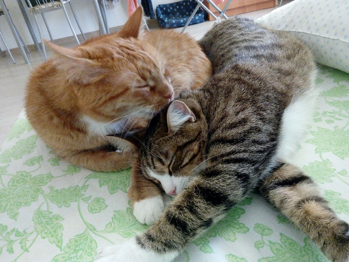 Такие разные коты