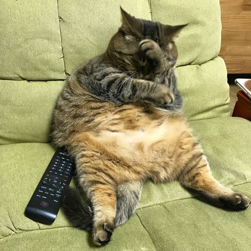 Я узнаю себя в этой кошке..(((