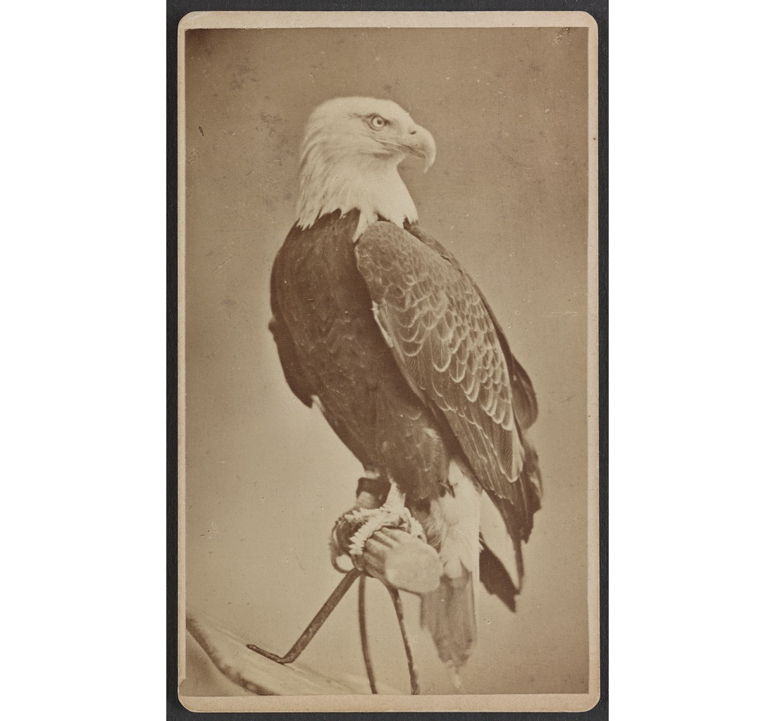 Таким красавцем он вырос. Фотография из Библиотеки Конгресса (loc.gov)