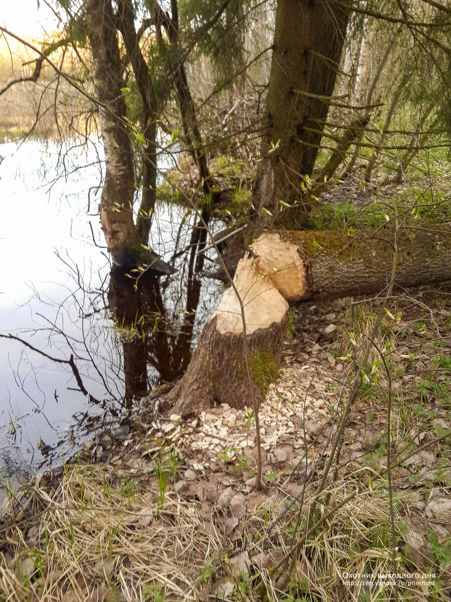 Зимой осинка еще стояла недогрызиной. 
