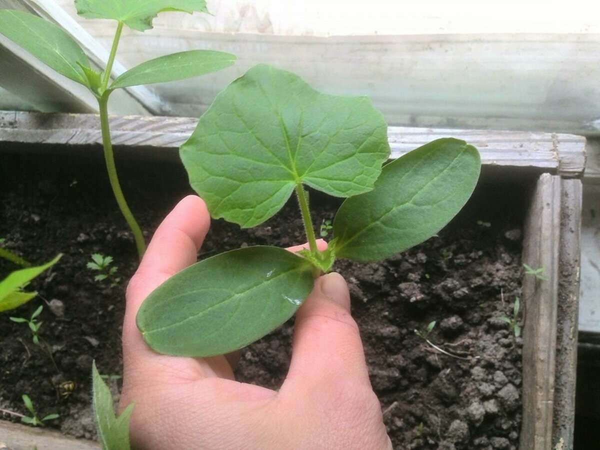 Вот такая рассада огурцов выросла.