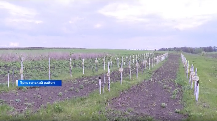 Сад памяти, Еринка, Пристенский район, Курской области