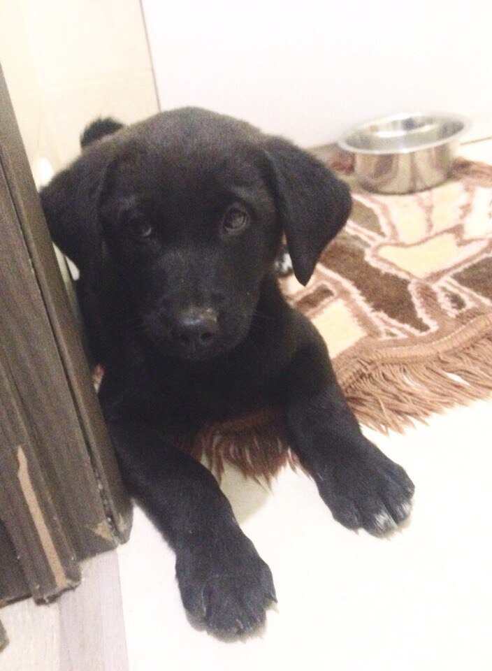 Подобранный щенок