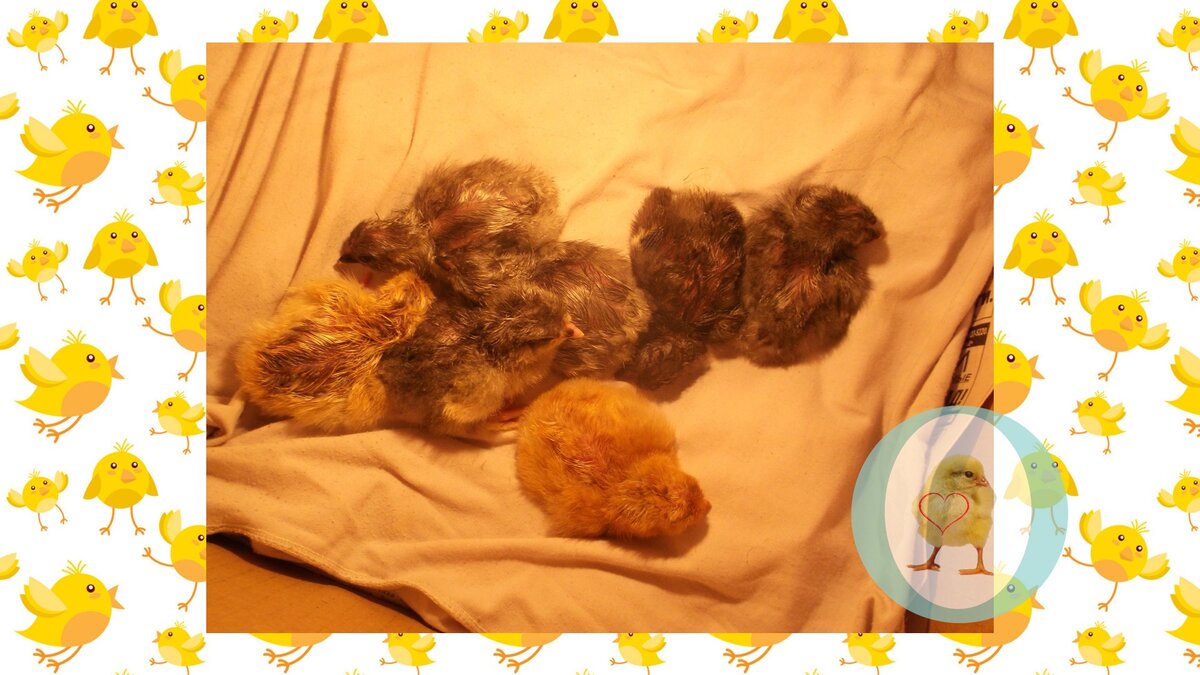 Мое архивное фото.