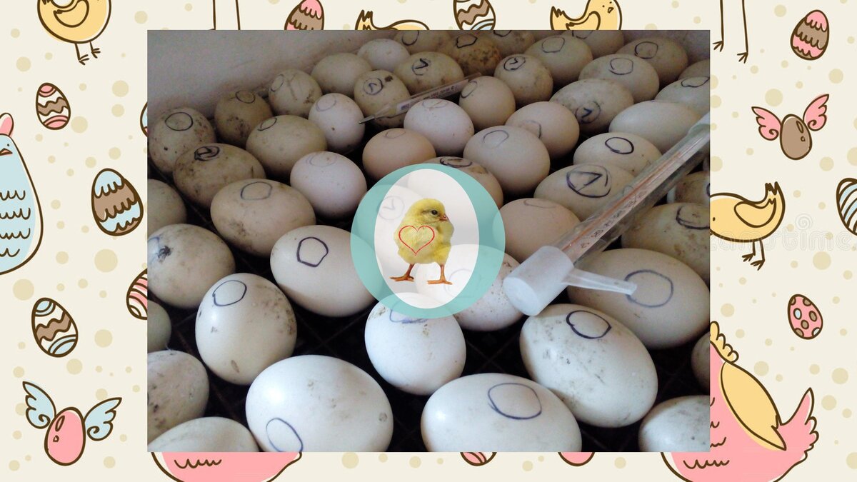 Ставьте лайк и подписывайтесь на канал, чтобы узнать, как вылупятся индоутки и цыплята!