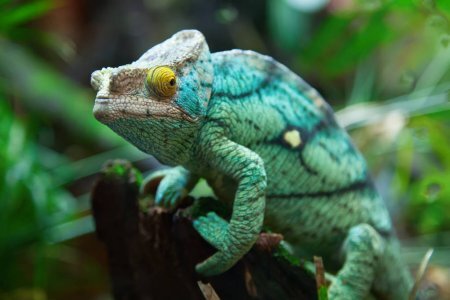 https://st3.depositphotos.com/1002772/16396/i/1600/depositphotos_163966186-stock-photo-chameleon-on-green-grass.jpg
