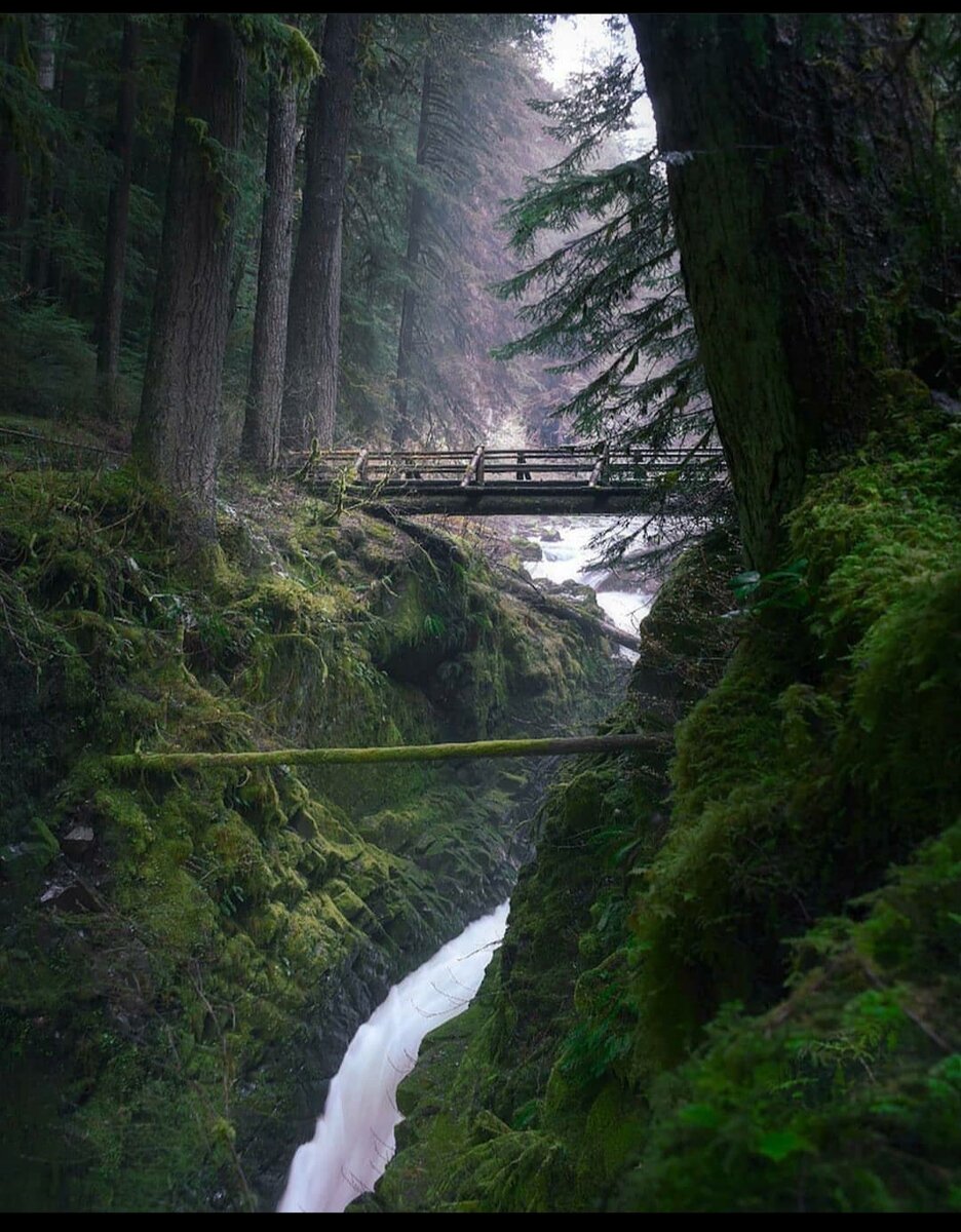 Чэтту скрылась за деревом. 