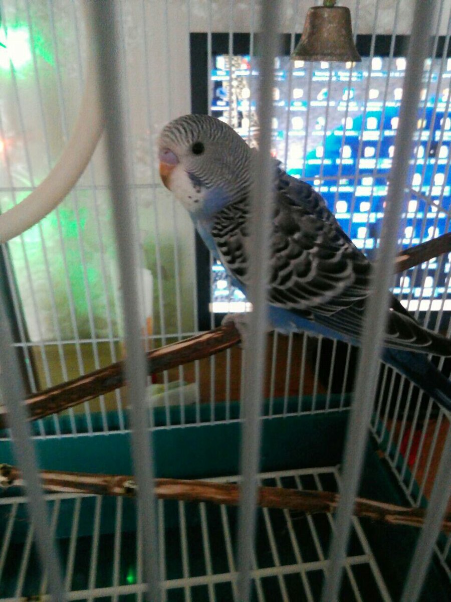 Наш Гришка №1))