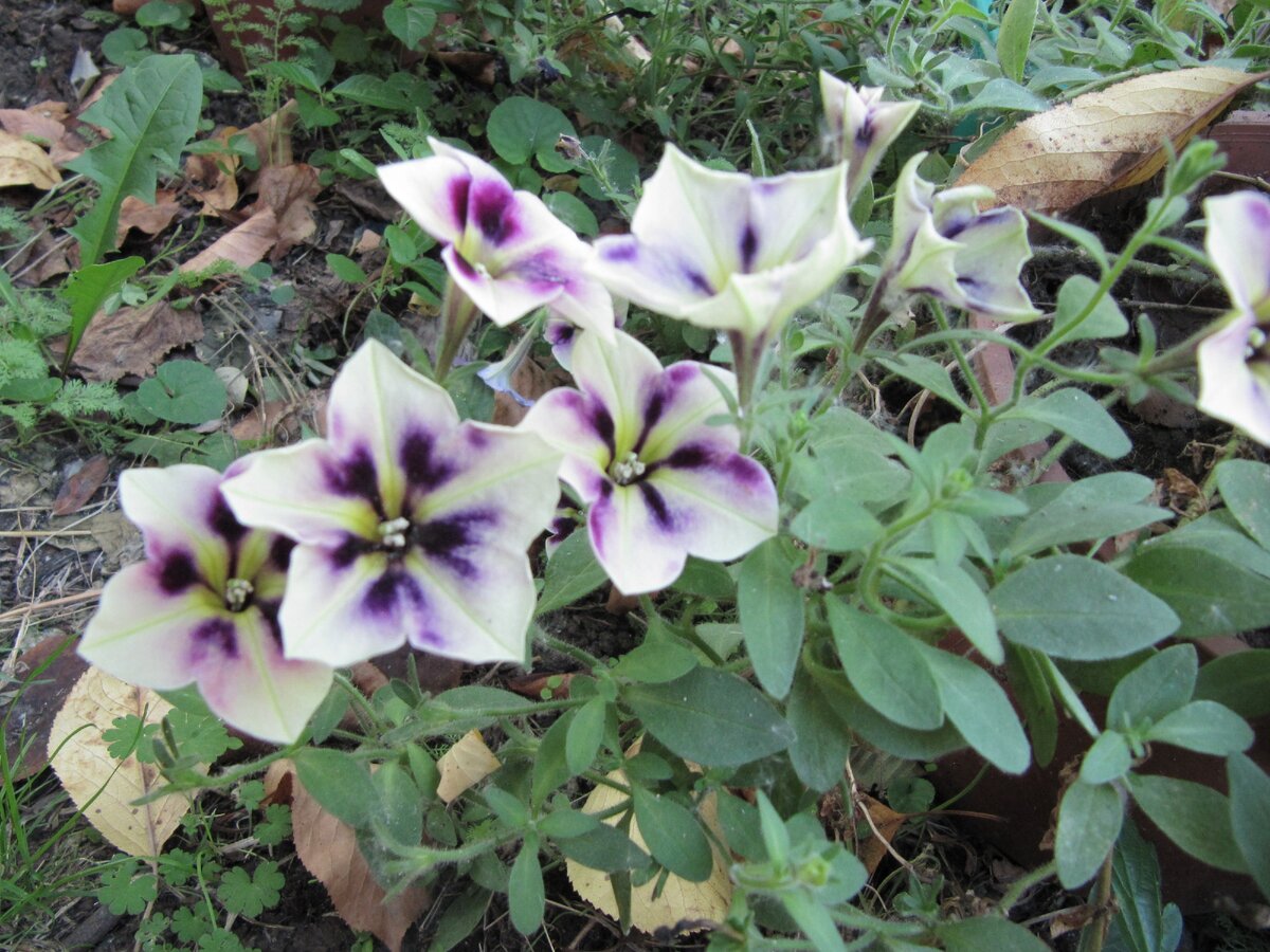 эти петунии я посадила отдельно и собрала с них семена (2019г)