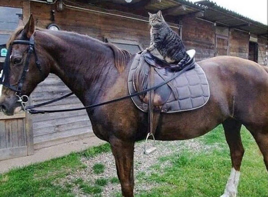 Лошадки кота