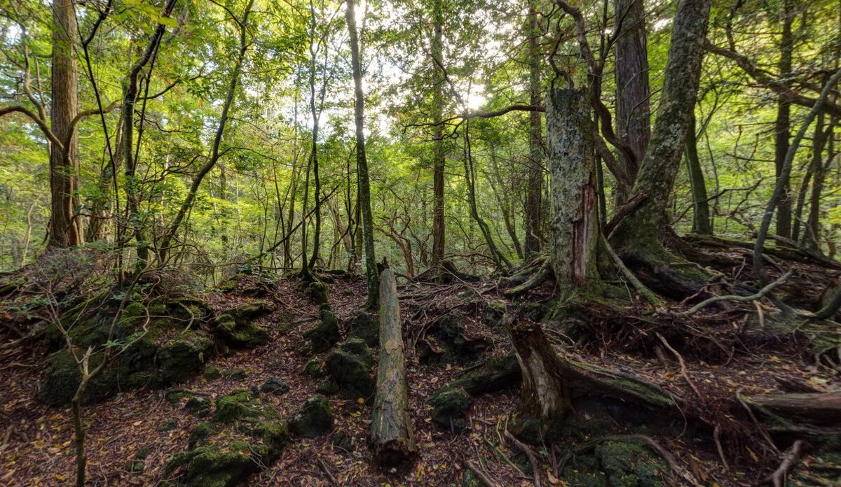 Лес Аокигахара. Япония. 