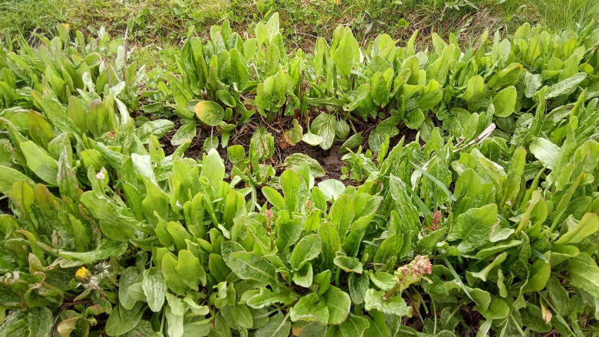Вот  такой сейчас щавель на грядке - первые щи с ним уже съели