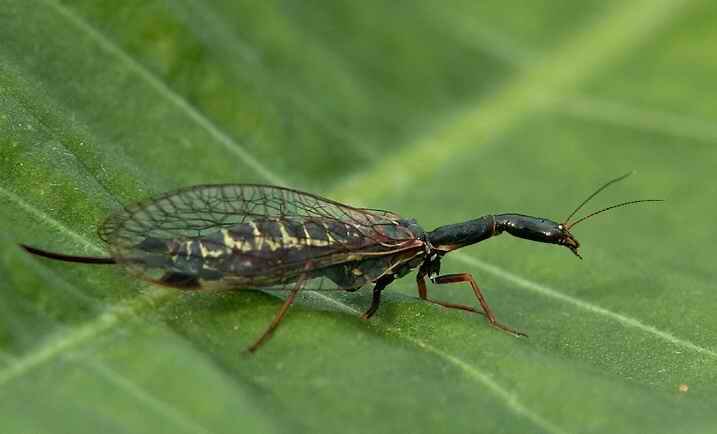 http://coleop123.narod.ru/neuroptera/Inocellia_crassicornis_big.jpg