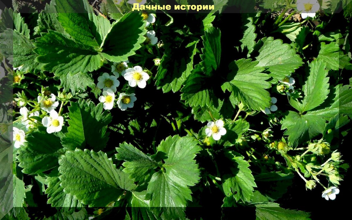 Подкормка клубники перед цветением в мае. Земляника перед началом цветения. Домашняя земляника перед началом цветения. Можно ли поливать клубнику во время цветения дождеванием.