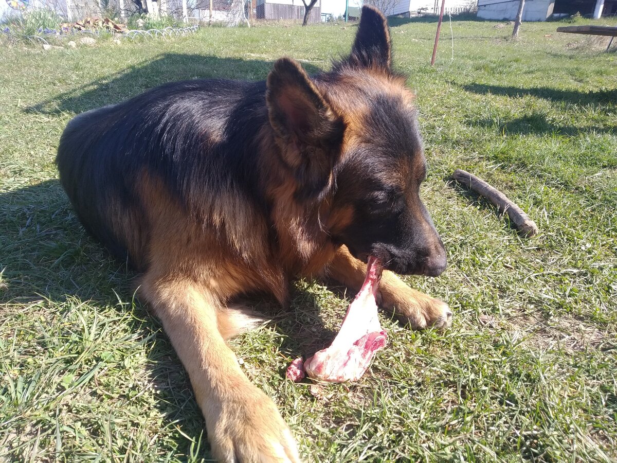 любимая часть свинюшки - лопатка