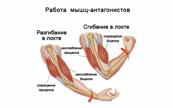 Одна из пар мышц-антагонистов.