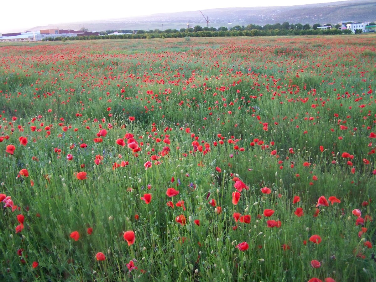 Обожать поле. Поле в Димитровграде. Flower in the Air. Артикул field Flowers rouge.