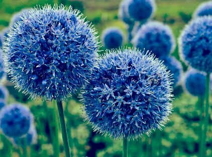 Голубой аллиум