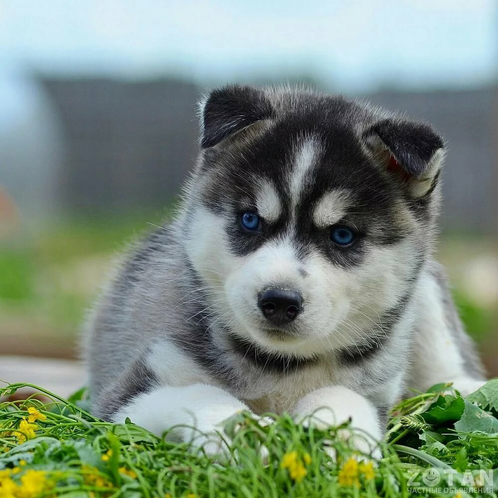 Умильный щеночек хаски-Бакс в юности