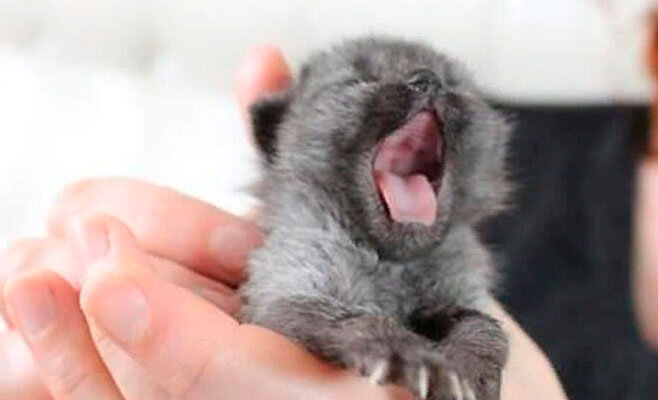 Источник: http://www.fatelines.net/