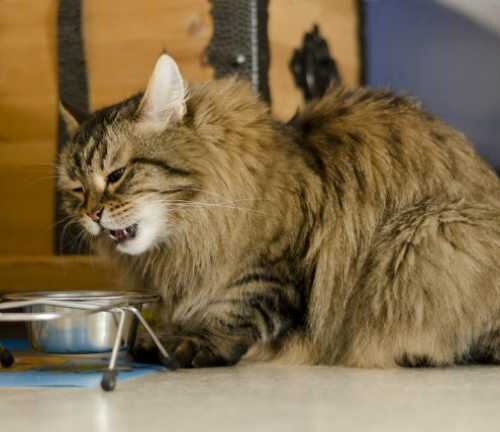 Эзофагит у кошек: симптомы, причины и лечение